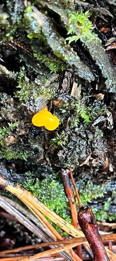 Honguito naranja (Guepiniopsis sp.) cover image