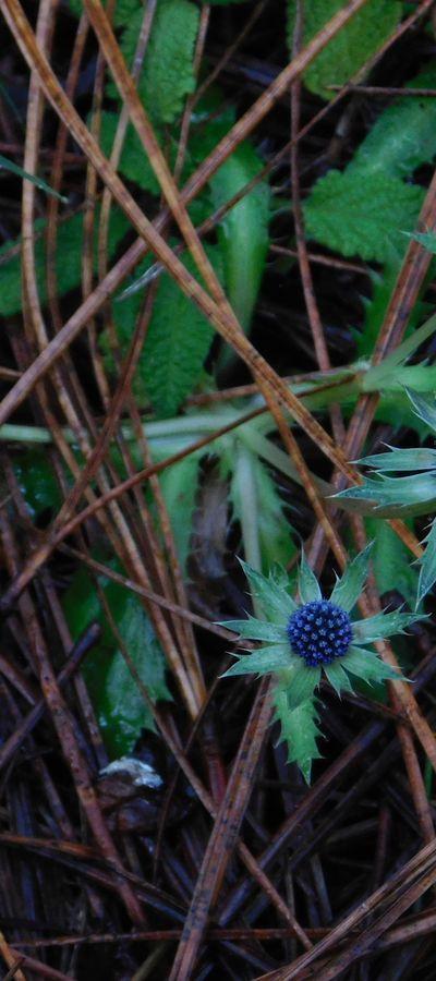 Cabezona (Eryngium carlinae) cover image